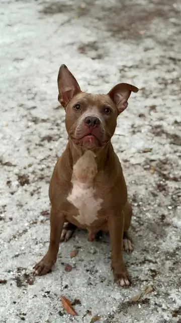Foto original de un perro pitbull color chocolate con pecho blanco, sentado y mirando a la cámara